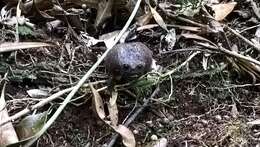 Image of Black Rain Frog