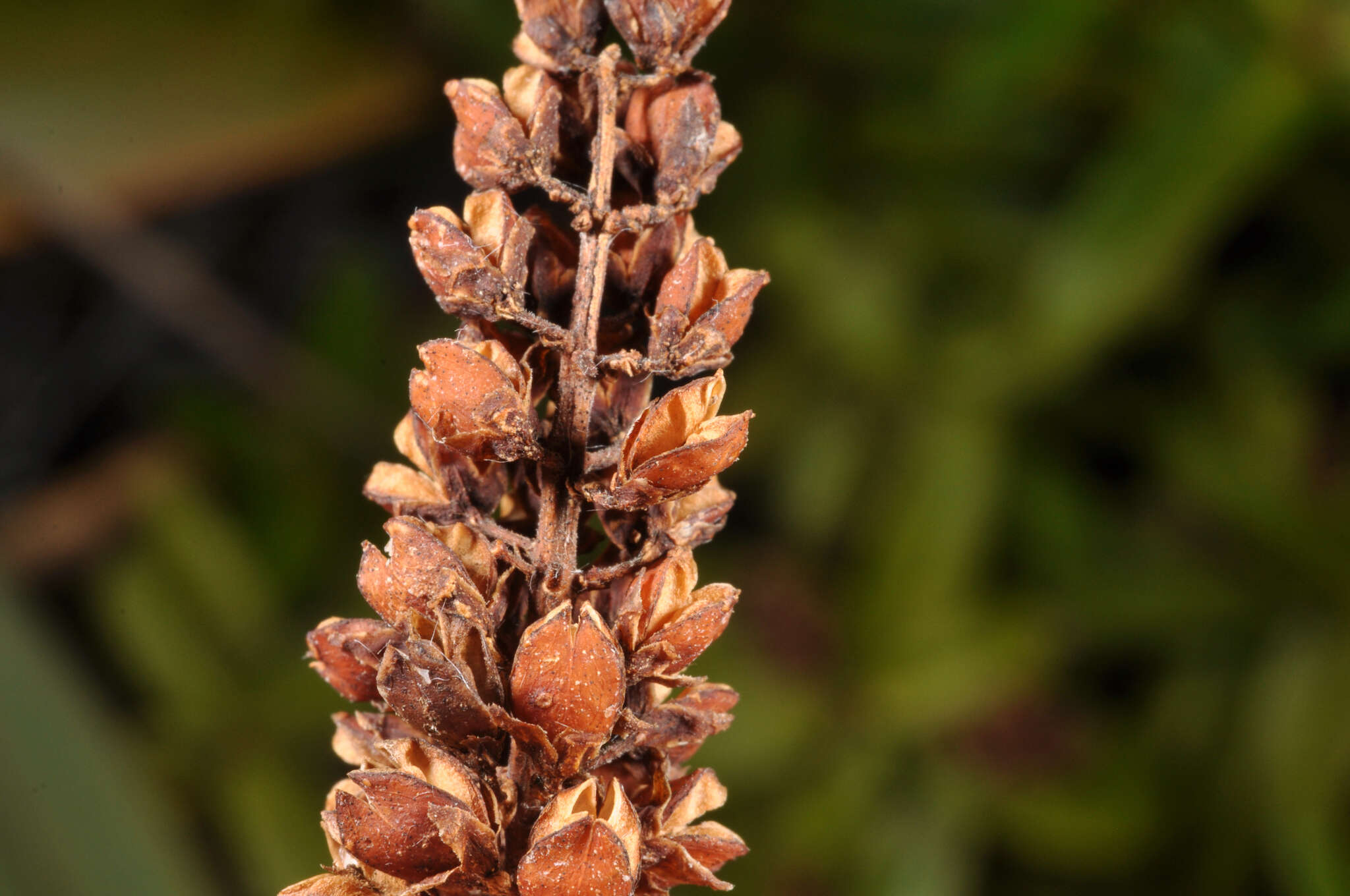 Image of Veronica ligustrifolia A. Cunn.