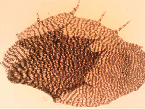 Image of Balantiopsis diplophylla (Hook. fil. & Taylor) Mitt.