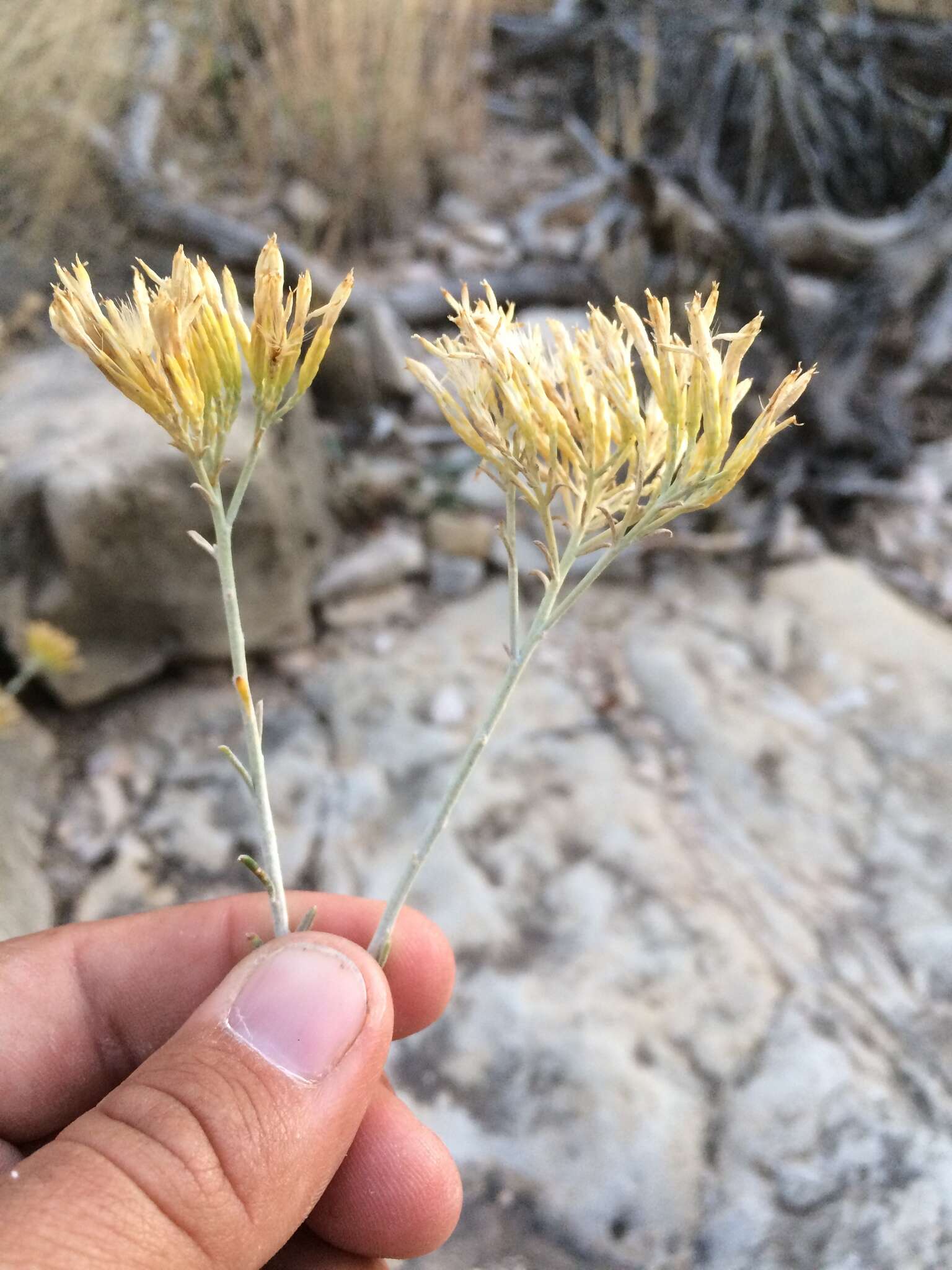 Imagem de Ericameria nauseosa var. texensis (L. C. Anderson) G. L. Nesom & G. I. Baird