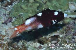 Image of Axil hogfish