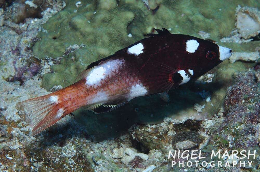 Image of Axil hogfish