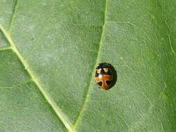 Image of Coccinella hieroglyphica kirbyi Crotch 1874