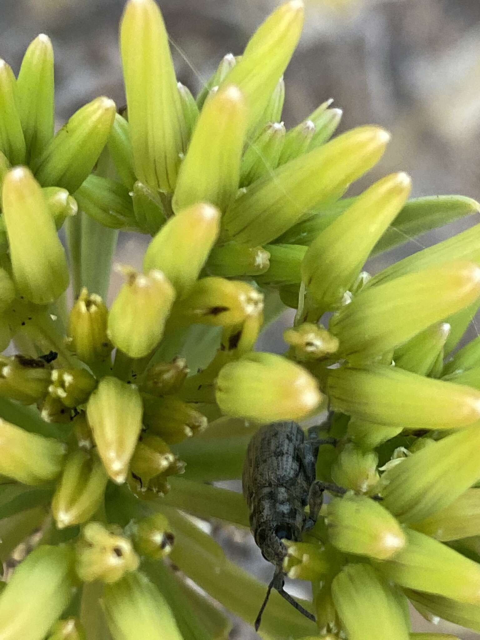 Image de Herpisticus aridicola Machado 2020