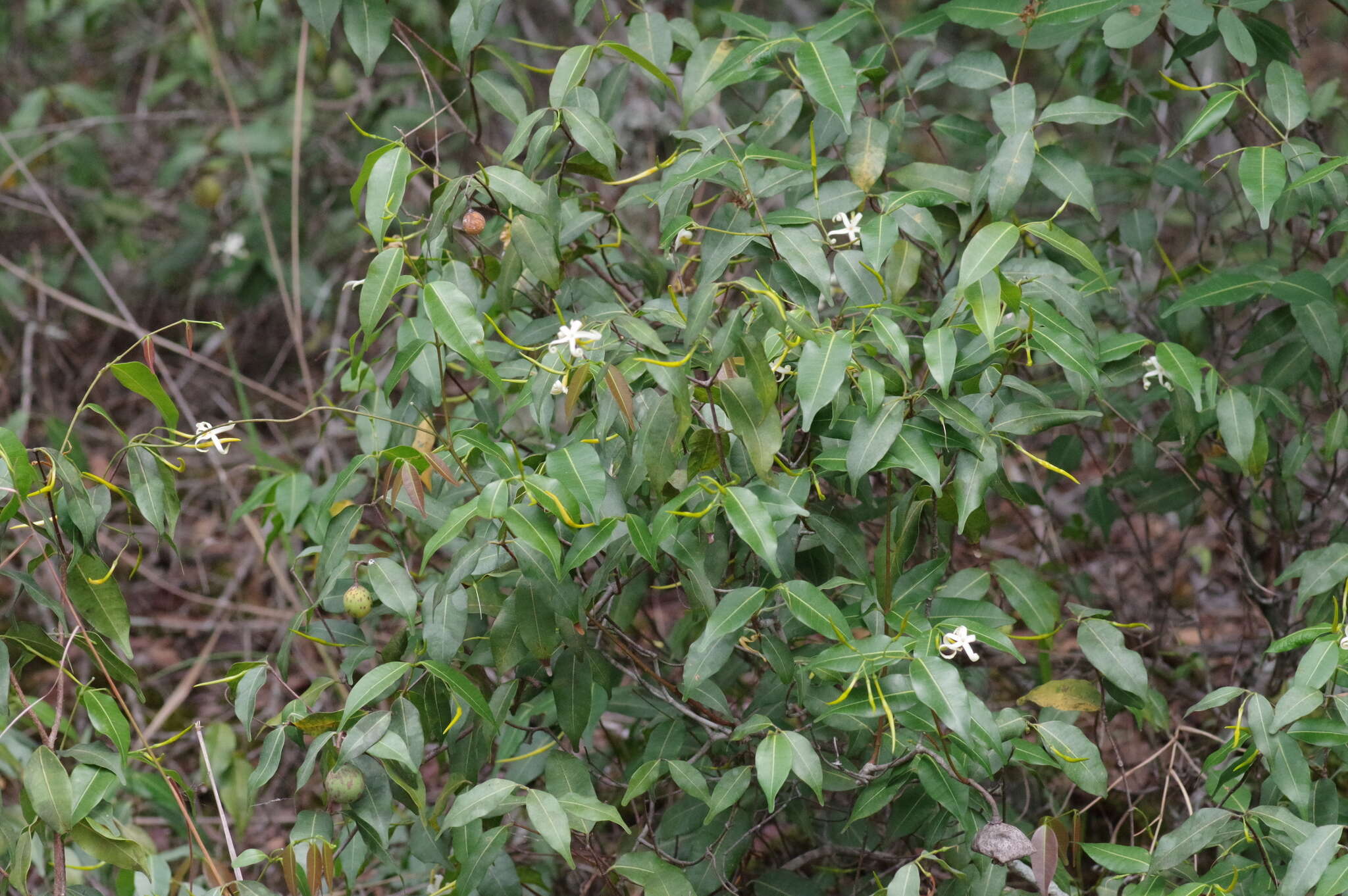 Landolphia camptoloba (K. Schum.) Pichon的圖片