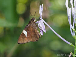 Image of Notocrypta clavata theba Evans 1949