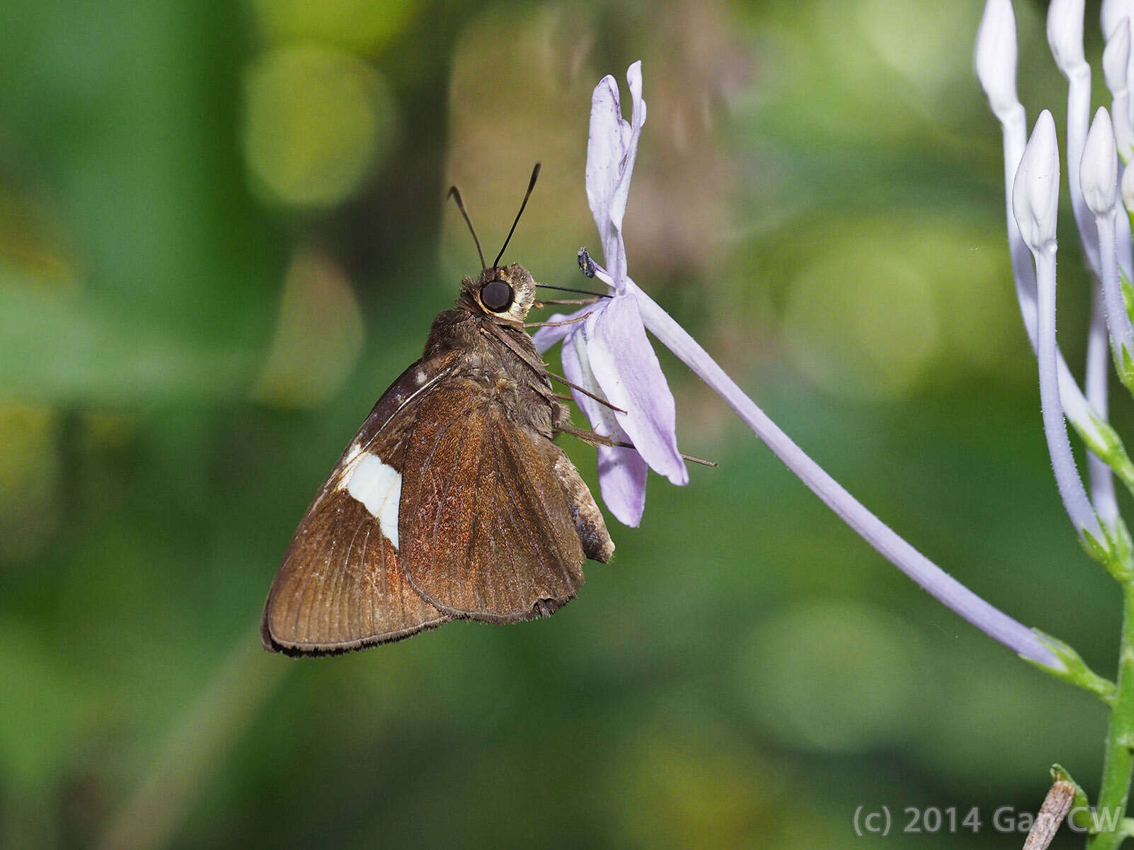 Image of Notocrypta clavata theba Evans 1949