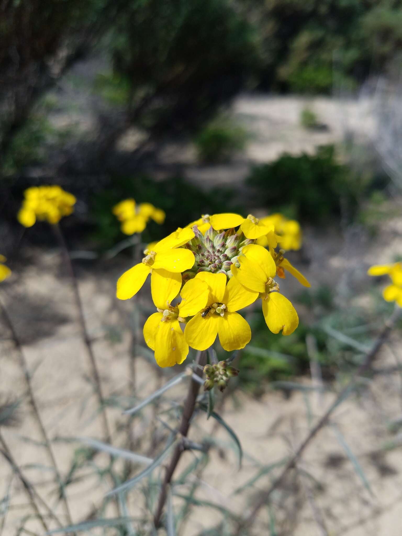 Image of Erysimum suffrutescens (Abrams) Rossbach