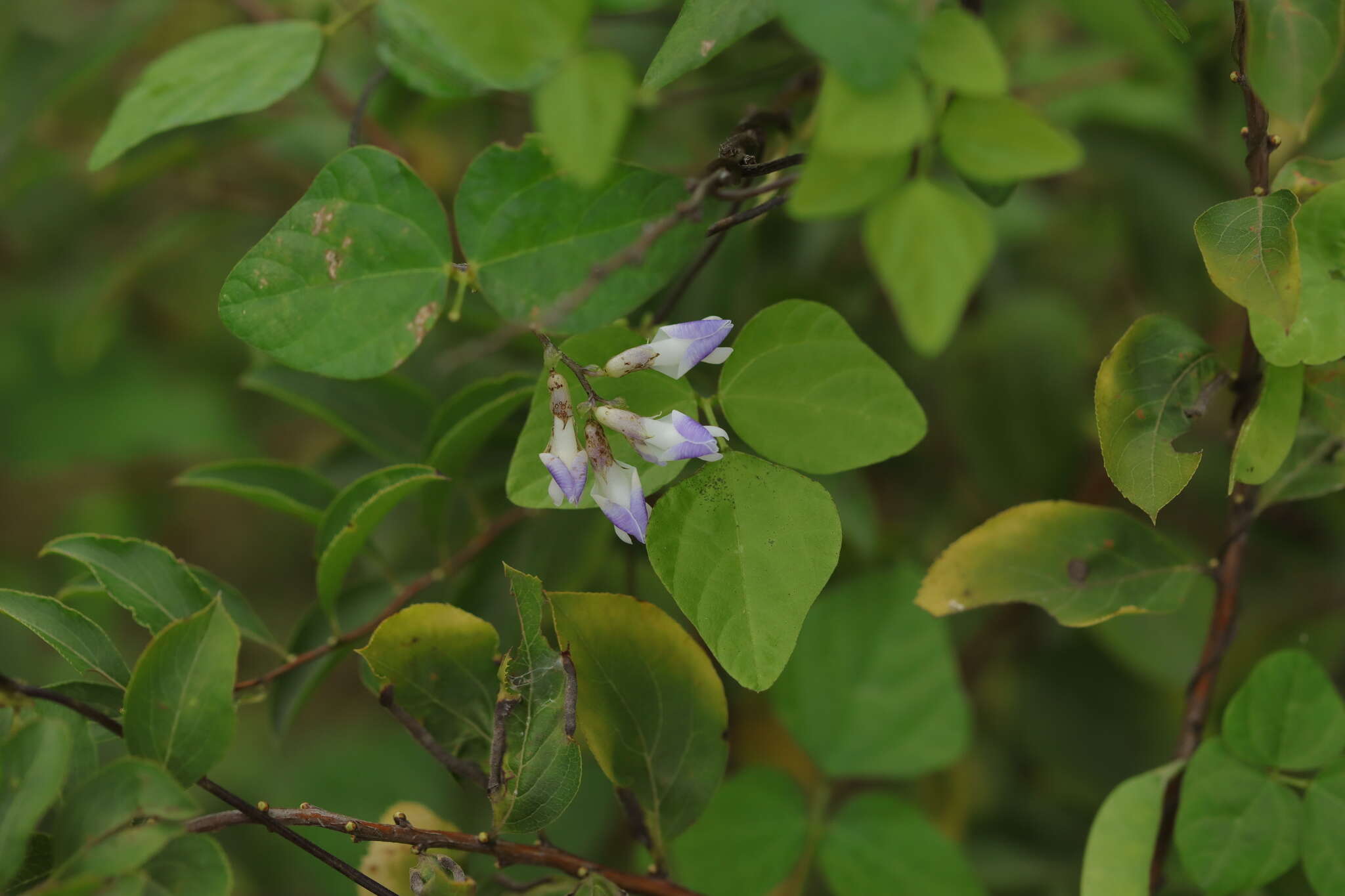 Image of Amphicarpaea bracteata subsp. edgeworthii (Benth.) H. Ohashi