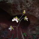 Image of Oeceoclades angustifolia (Senghas) Garay & P. Taylor