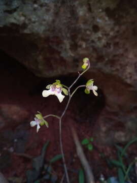 Image of Oeceoclades angustifolia (Senghas) Garay & P. Taylor