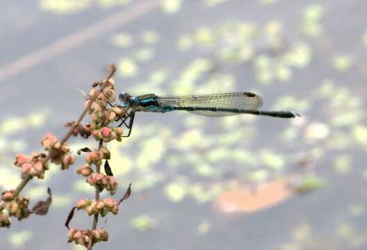 Image of Blue Damselfly