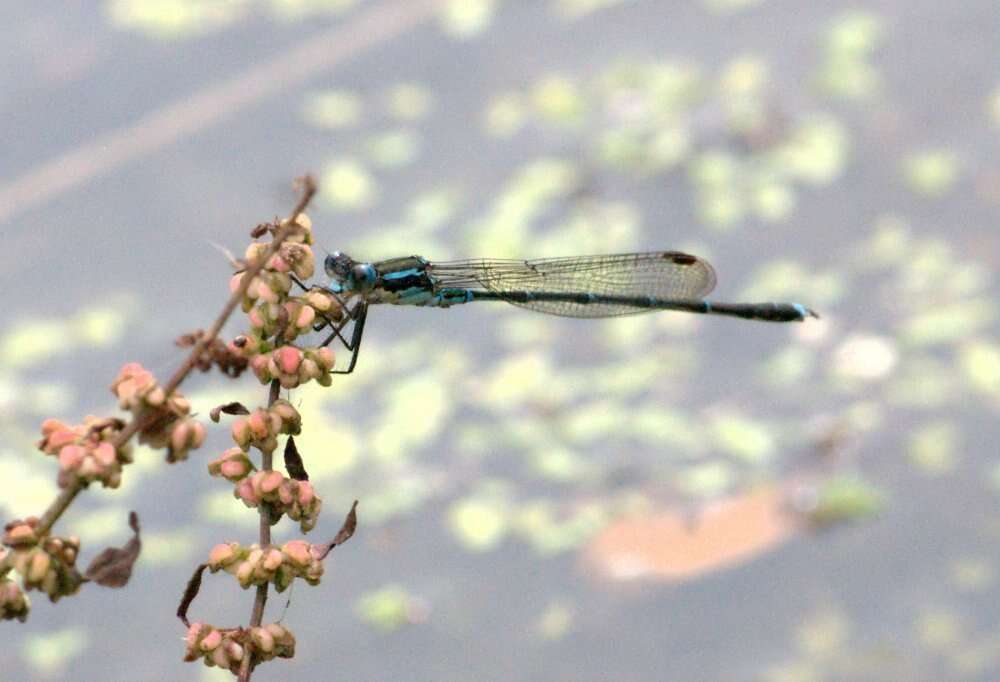 Image of Blue Damselfly