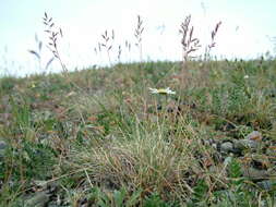 Plancia ëd Festuca auriculata Drobow