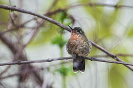 Image of Tyrian Metaltail