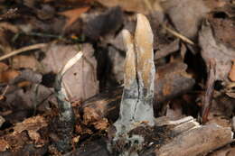 Image of Xylaria vasconica J. Fourn. & M. Stadler 2011