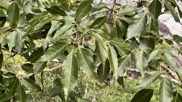 Image of Chinese flowering ash