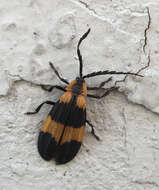 Image of Banded Net-wing