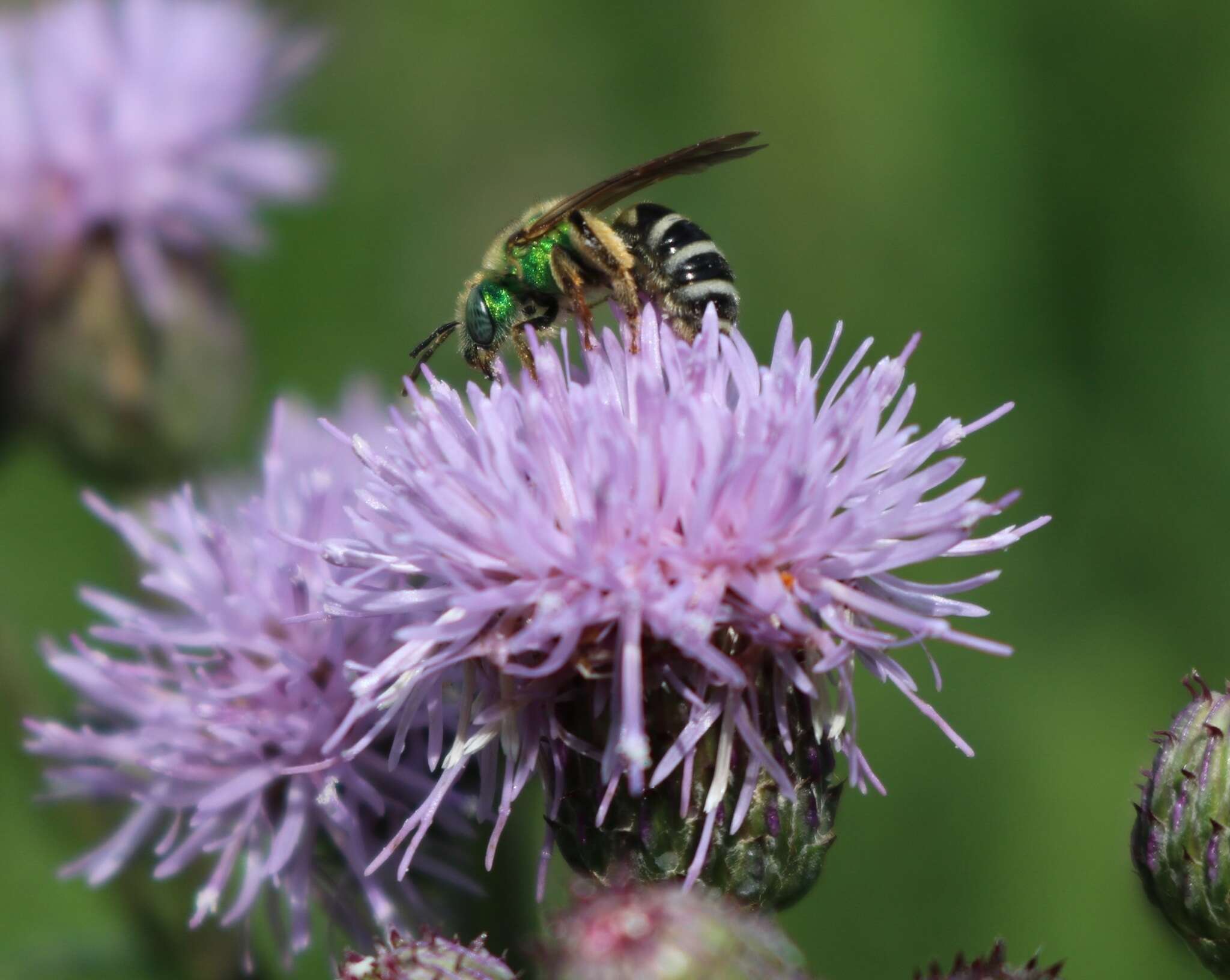 Image of Bicolored Agapostemon