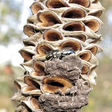 Imagem de Hylaeus alcyoneus (Erichson 1842)