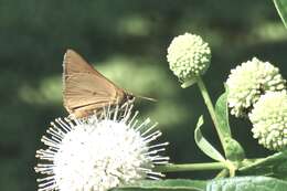 Problema bulenta Boisduval & Le Conte 1833 resmi