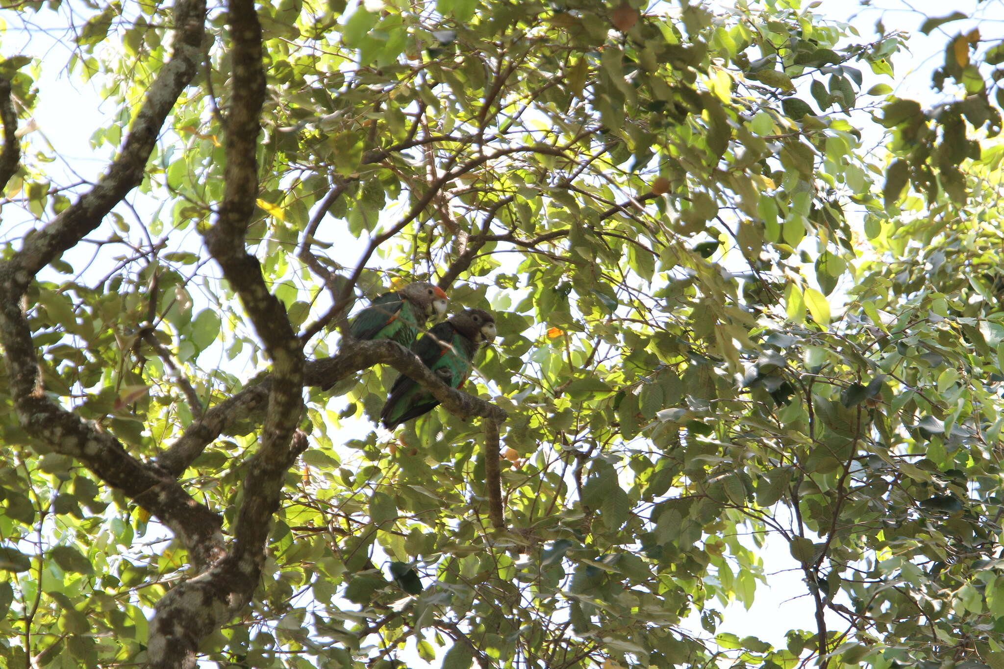 Image of Brown-necked Parrot