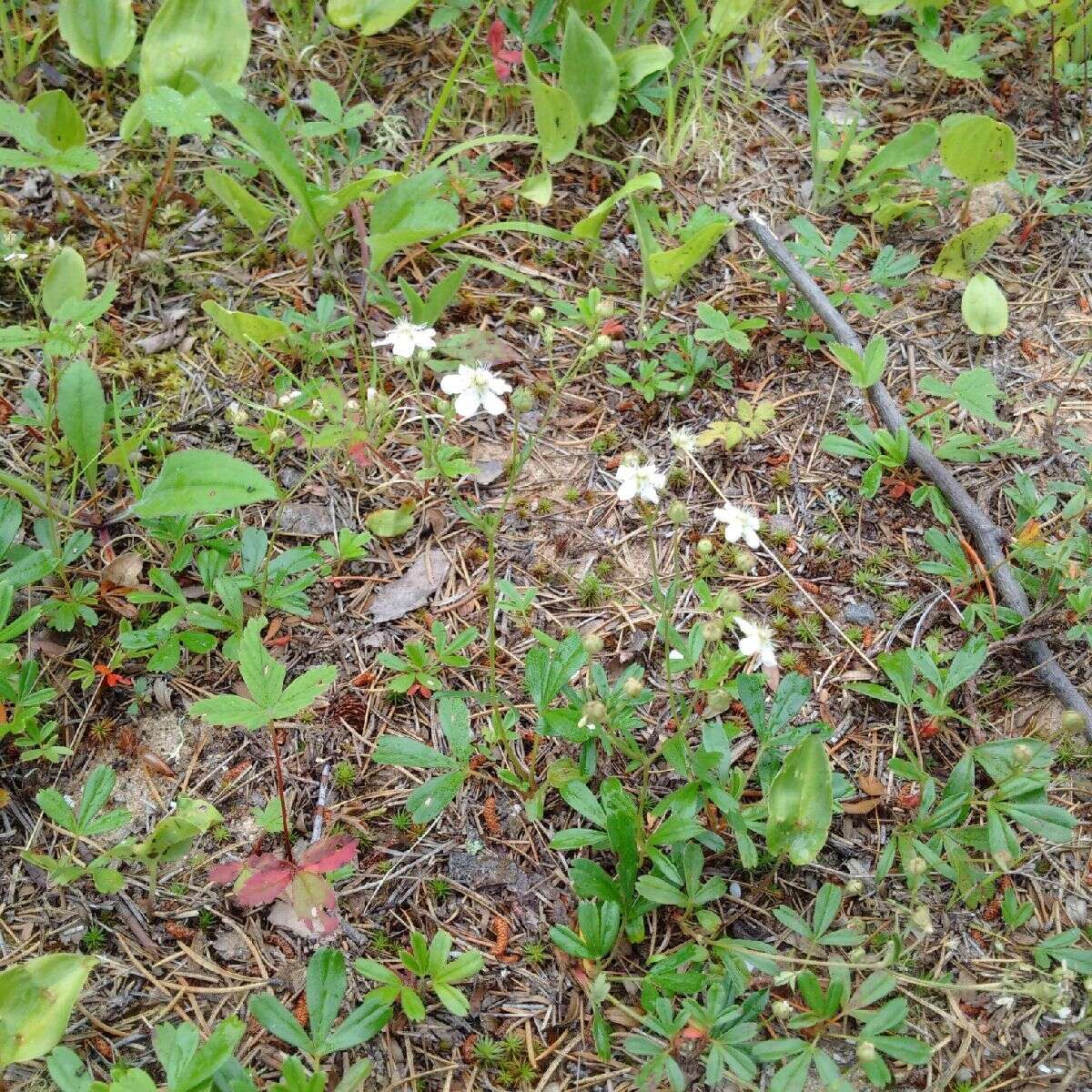 Image de Sibbaldia tridentata (Aiton) Paule & Soják