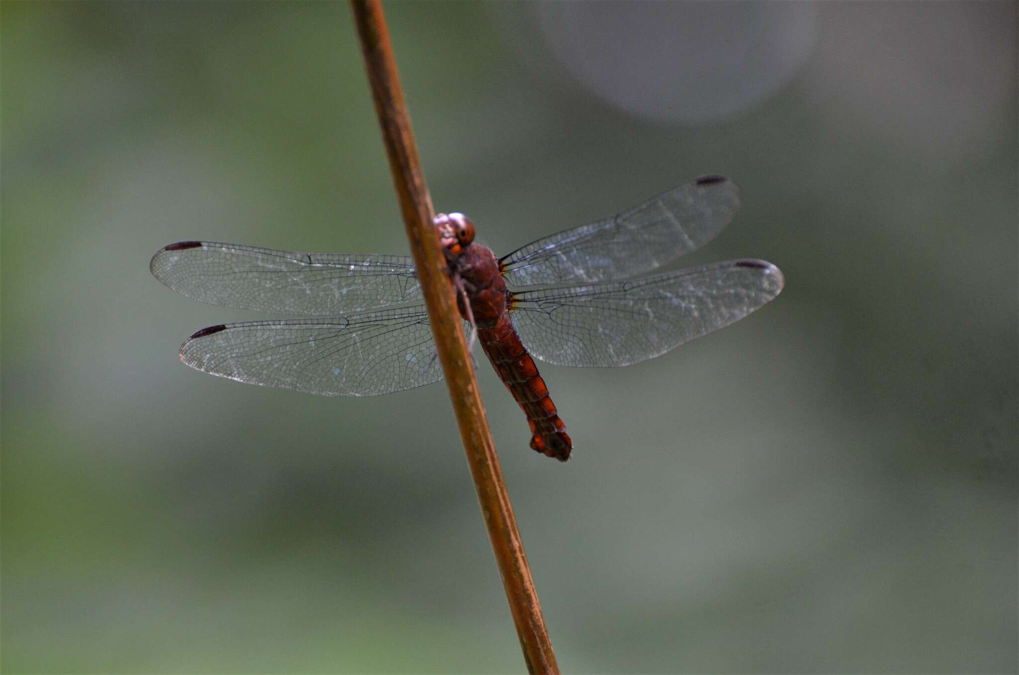 Hadrothemis coacta (Karsch 1891) resmi