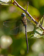 Image of Turquoise-tipped Darner