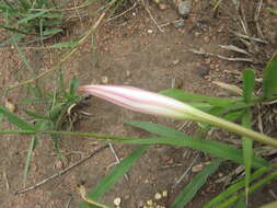 Image de Crinum lugardiae N. E. Br.