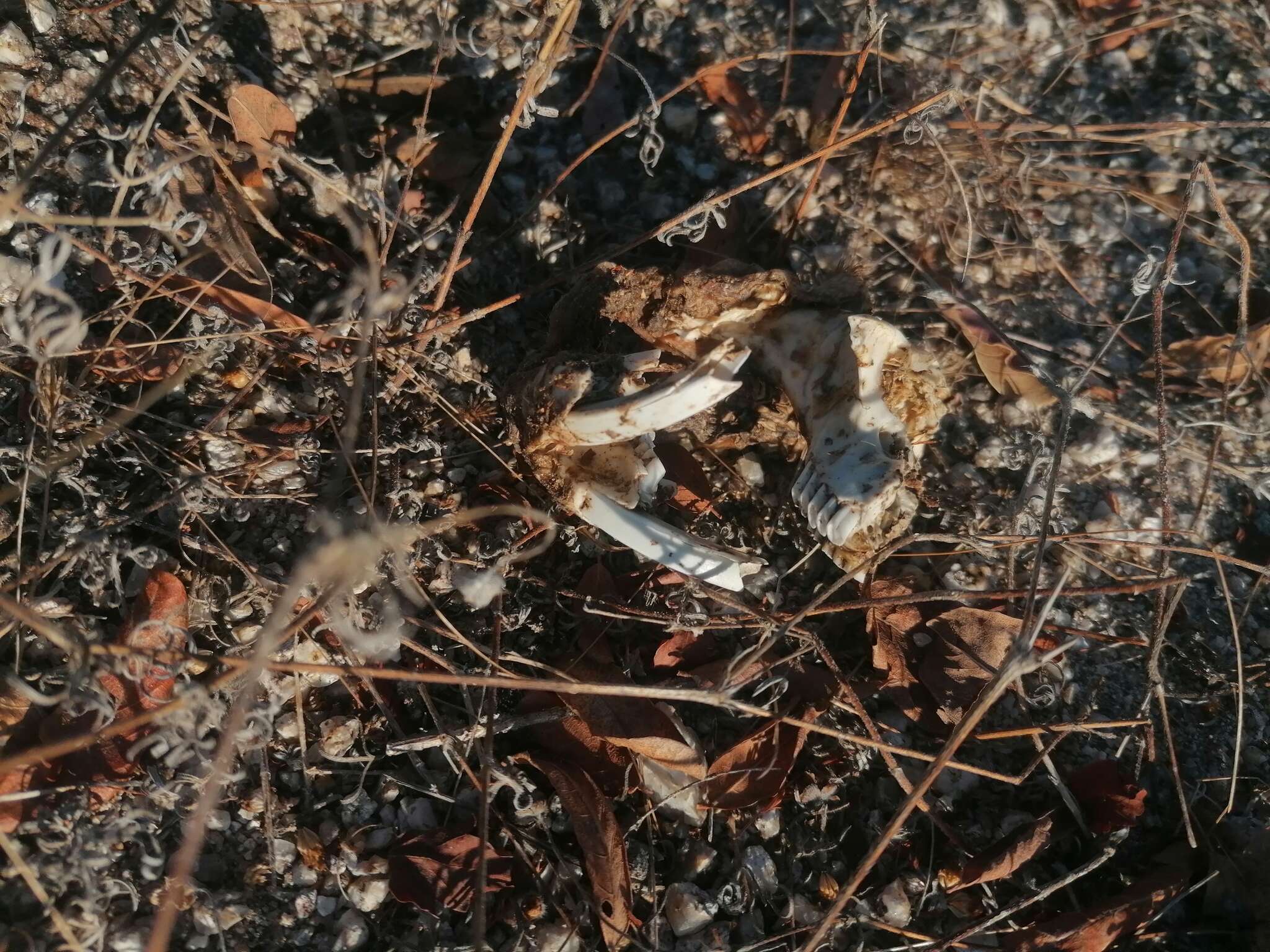 Image of giant pocket gopher