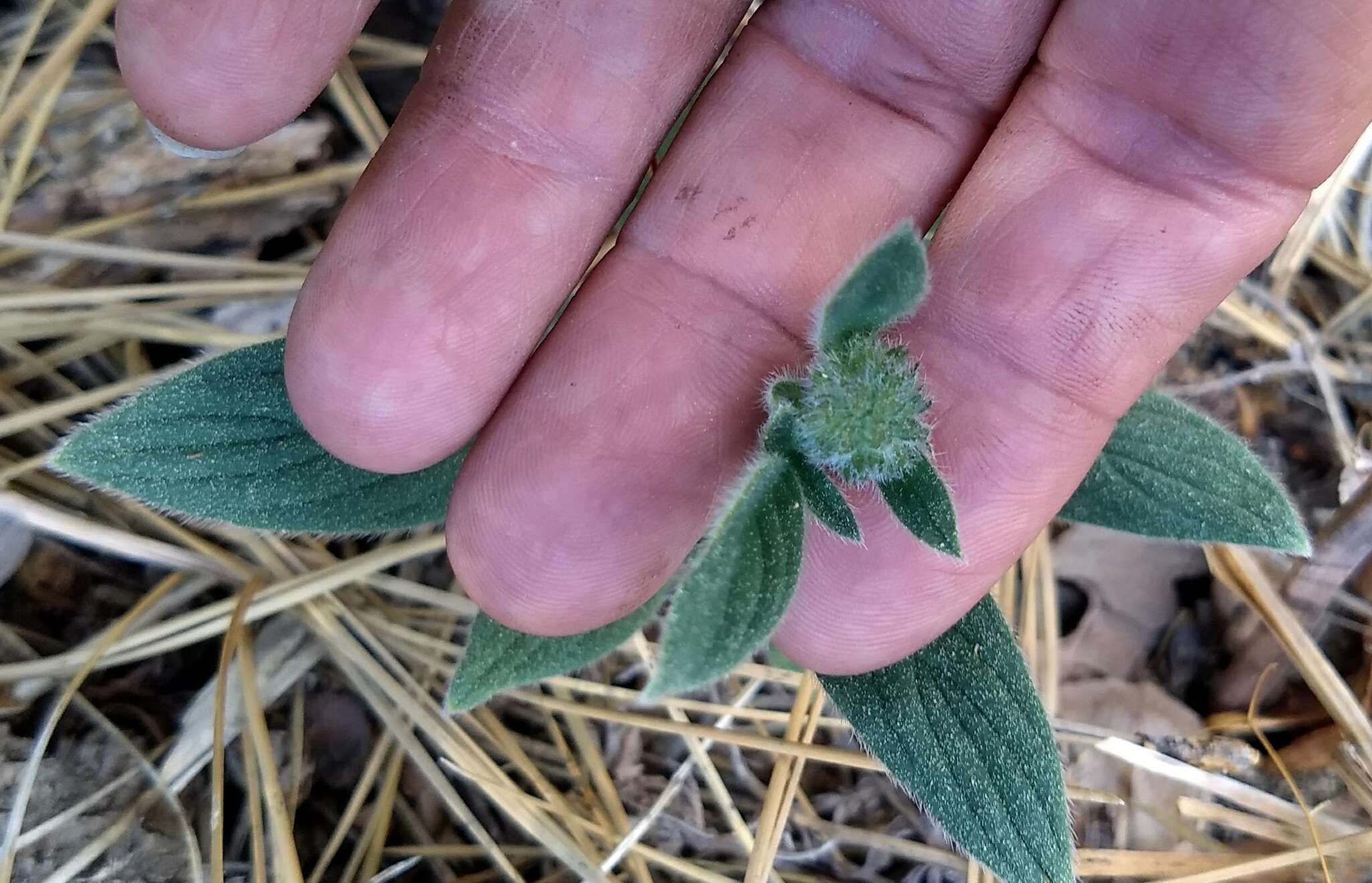 Phacelia mutabilis Greene的圖片