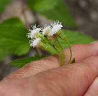 Image of Rothrock's snakeroot