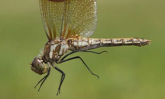 Image of Red-veined Meadowhawk