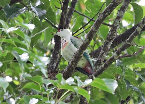 Image of Many-colored Fruit Dove