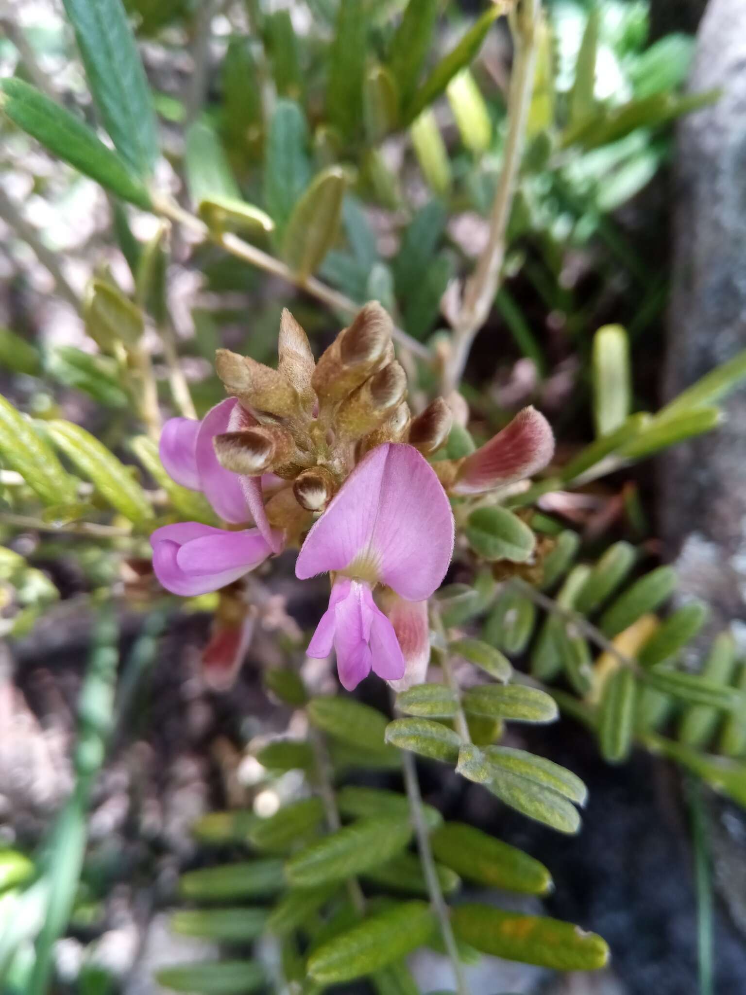 Image of Mundulea barclayi (Hook.) Du Puy