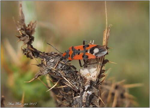 صورة Lygaeus equestris (Linnaeus & C. 1758)