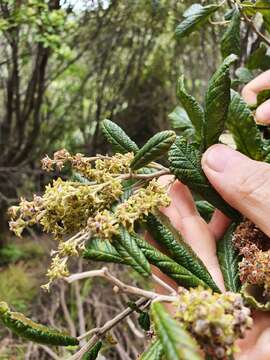 Image of Pomaderris apetala subsp. maritima N. G. Walsh & F. Coates