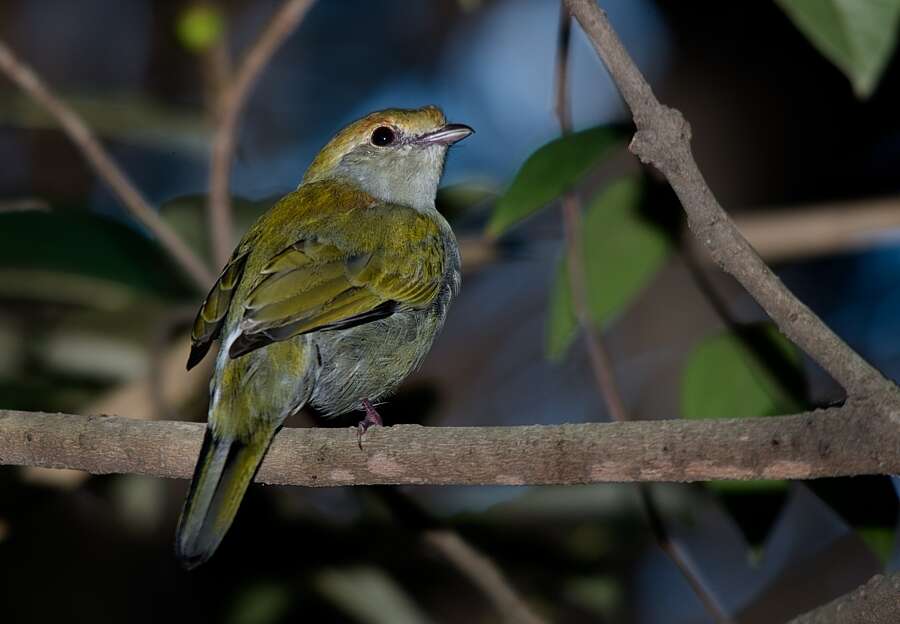 Imagem de Soldadinho-do-araripe