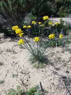 Image of Erysimum suffrutescens (Abrams) Rossbach