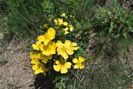 Image de Rosa hemisphaerica J. Herrm.