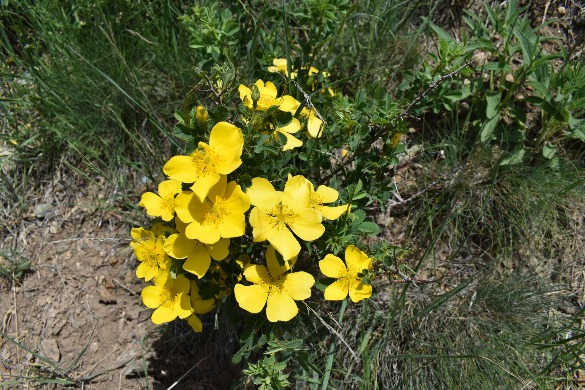 Image of Rosa hemisphaerica J. Herrm.