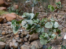 Image of Dyerophytum indicum (Gibs. ex Wight) O. Kuntze