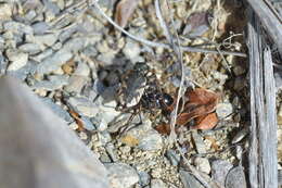 Image of Neocicindela garnerae Larochelle & Larivière 2013