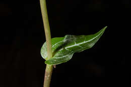 Image of Disperis tripetaloides (Thouars) Lindl.