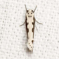 Image of Ethmia bipunctella Fabricius 1775