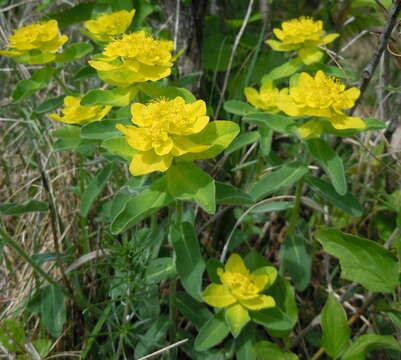 Euphorbia epithymoides L. resmi