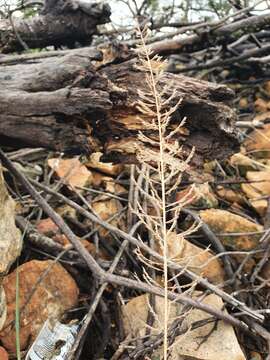 Image of Cross grass