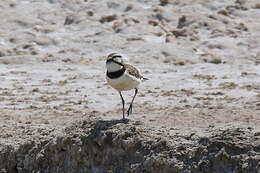 Charadrius thoracicus (Richmond 1896) resmi