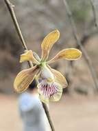 Image of Encyclia trachycarpa (Lindl.) Schltr.